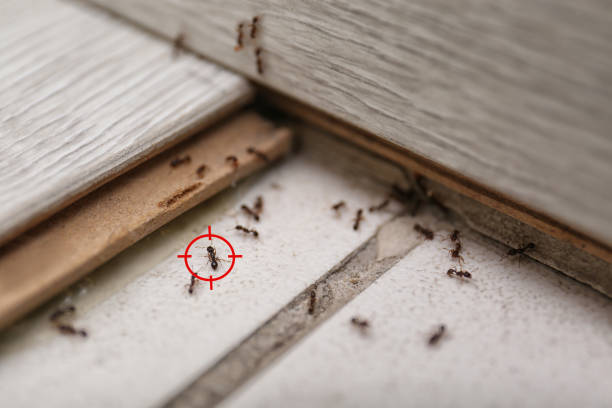 Best Spider Control Near Me  in Townsend, MT