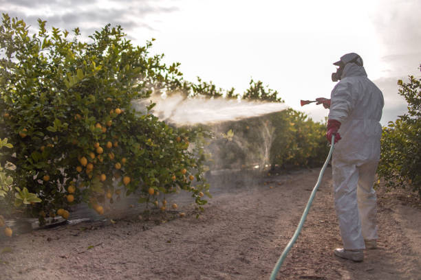 Best Bed Bug Extermination  in Townsend, MT