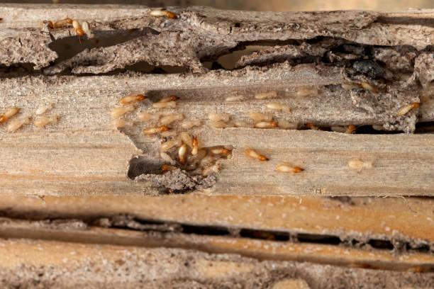 Best Best Pest Control Companies  in Townsend, MT